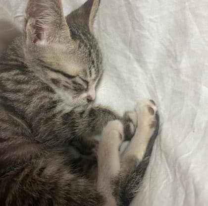 댕청아라♡