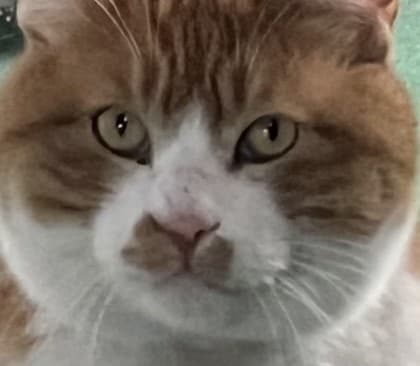 대햔