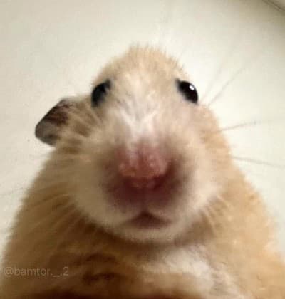 하리에용