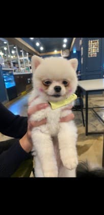 최강삼성ASMR