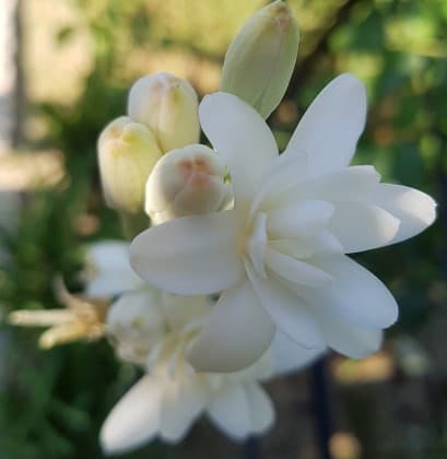 Tuberose 프로필