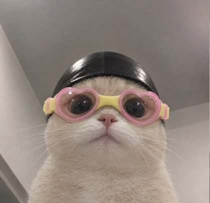 냐아옹ㅇ