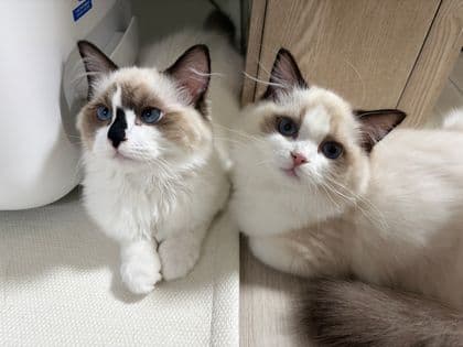기룡씨