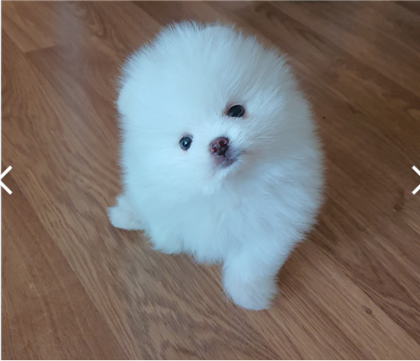 너굴효승
