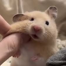 꾸운달걀