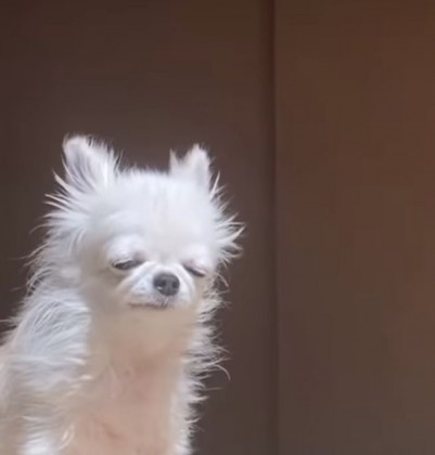 늑아지