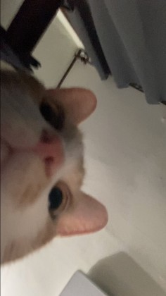 유주,