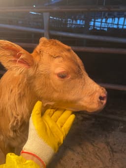 육봉마을송아ㅈ1