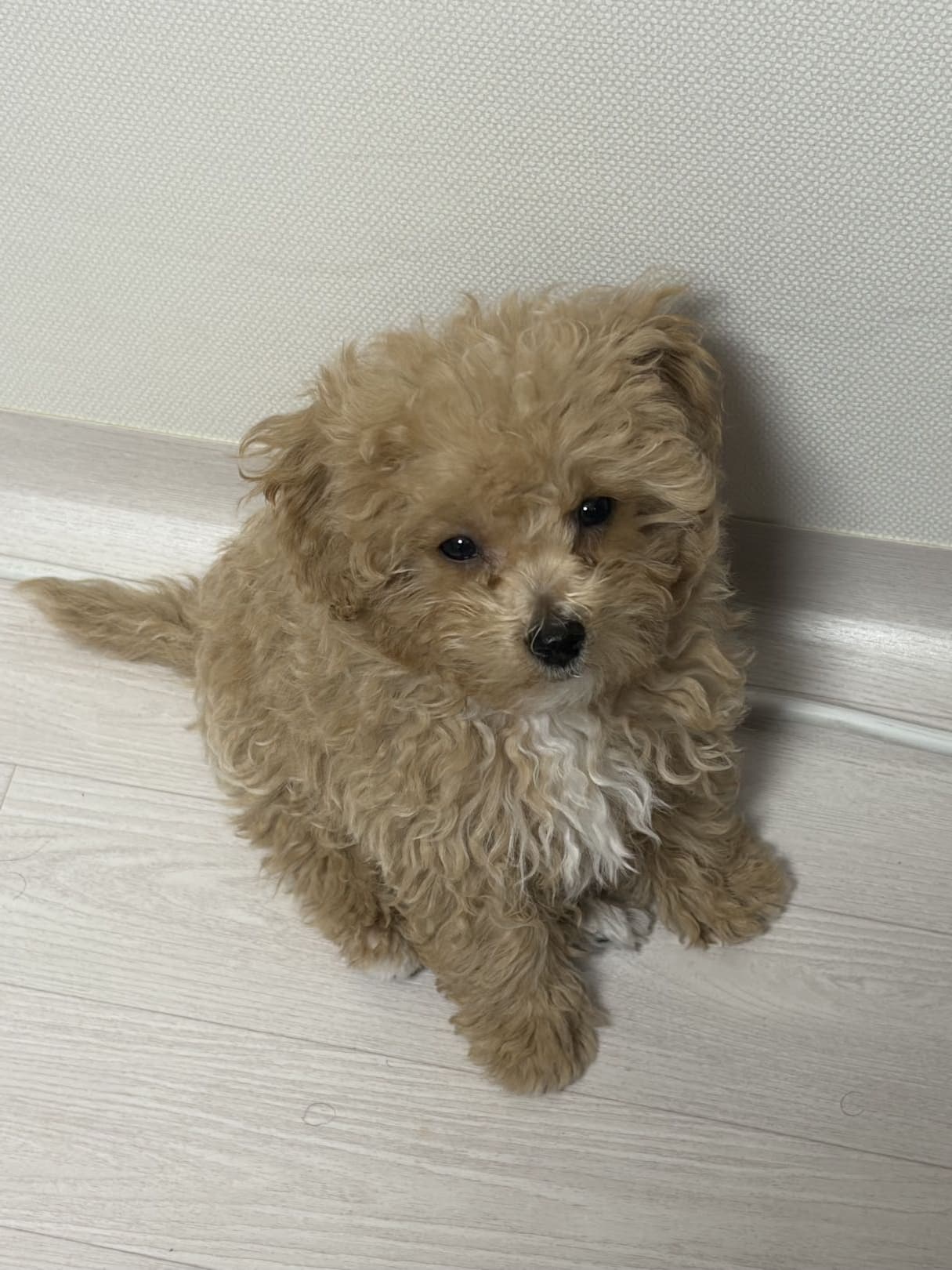 누가봐도코코