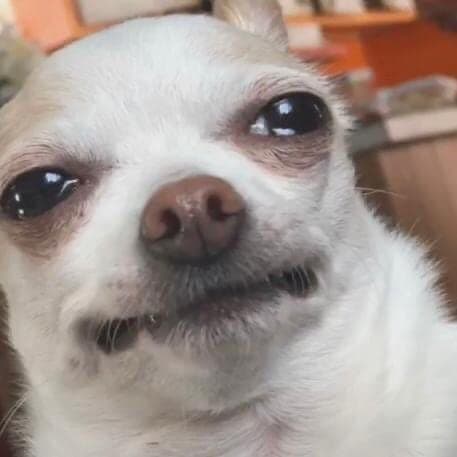 우리집강아지는강하지